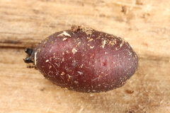 Triarthria setipennis