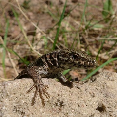 Podarcis muralis