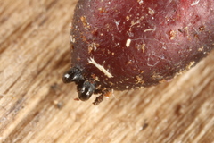 Triarthria setipennis