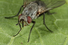 Triarthria setipennis