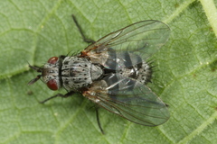 Triarthria setipennis