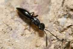 Calymmochilus dispar