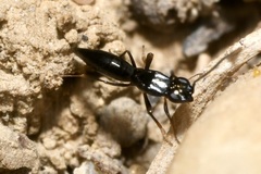 Calymmochilus dispar