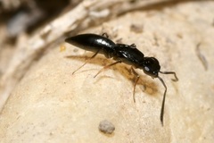 Calymmochilus dispar