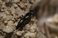 Calymmochilus dispar