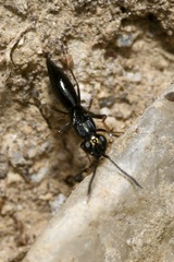 Calymmochilus dispar