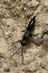 Calymmochilus dispar