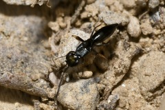 Calymmochilus dispar