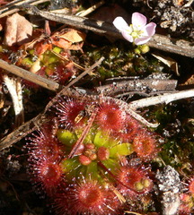 Drosera pulchella