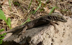 Podarcis muralis