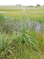 Eryngium eburneum
