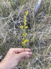 Solidago chrysopsis