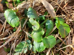 Ranunculus micranthus