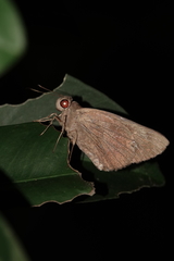 Erionota torus