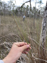Schizachyrium rhizomatum