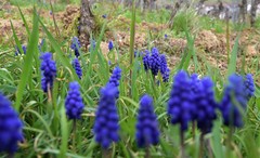 Muscari neglectum