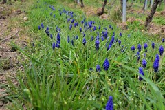 Muscari neglectum