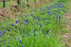 Muscari neglectum