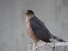 Accipiter cooperii