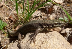 Podarcis muralis