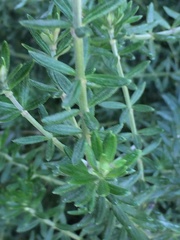 Westringia fruticosa