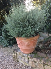 Westringia fruticosa