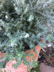 Westringia fruticosa