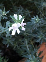 Westringia fruticosa