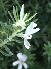 Westringia fruticosa