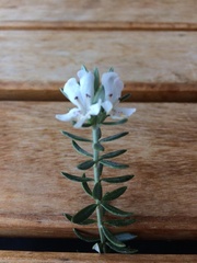 Westringia fruticosa