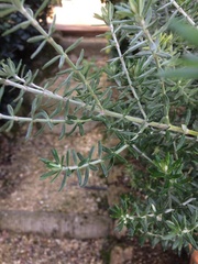 Westringia fruticosa