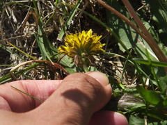 Taraxacum mongolicum