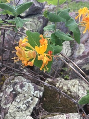 Lonicera flava