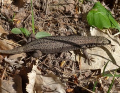 Podarcis muralis