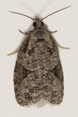 Apotomis infida