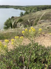 Odontarrhena tortuosa