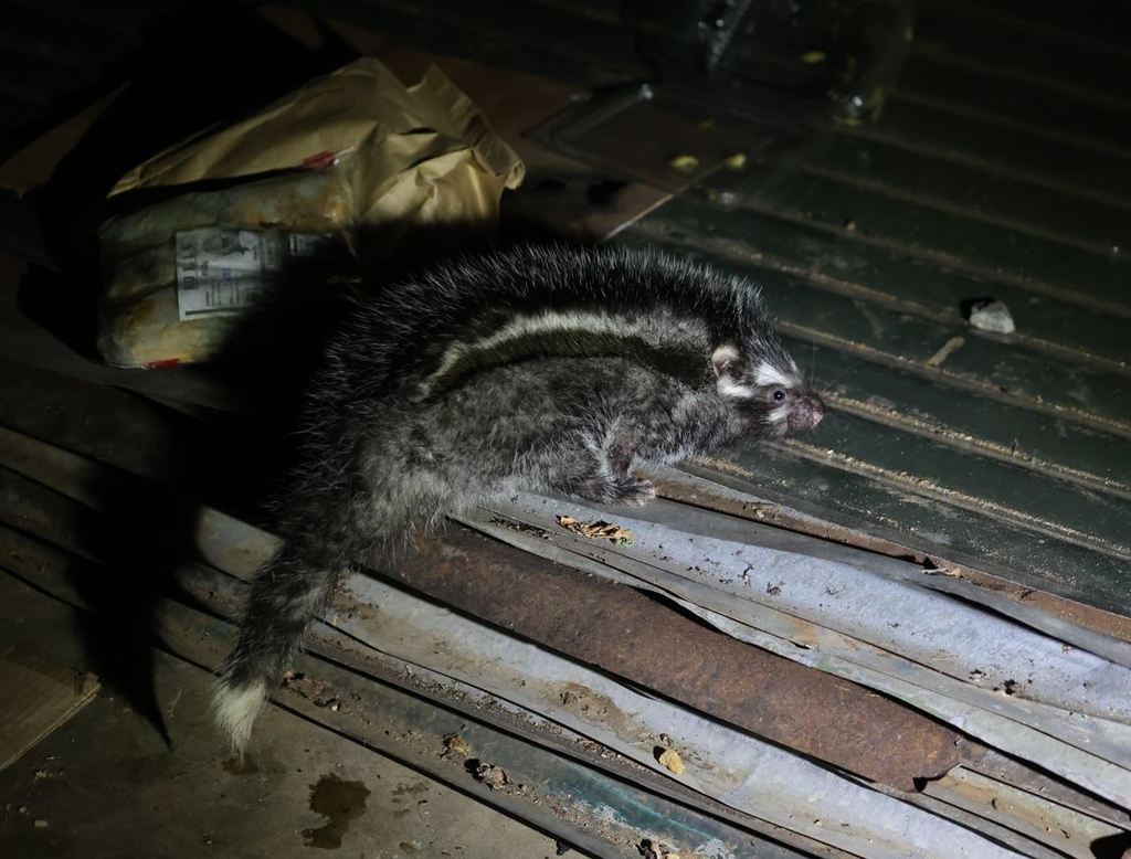 Maned Rat Lophiomys Imhausi Know Your Mammals
