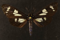 Gnophaela latipennis