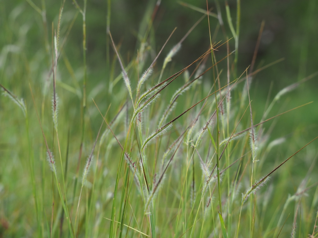 tanglehead (Common Grasses of Chhattisgarh, India) · iNaturalist