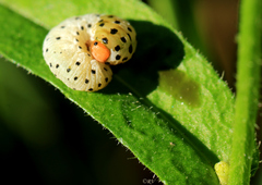 Tenthredo neobesa