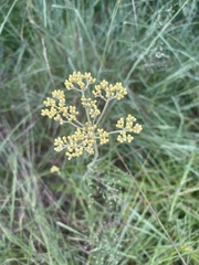 Helichrysum miconiifolium