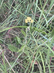 Helichrysum miconiifolium