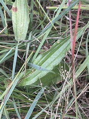 Helichrysum miconiifolium