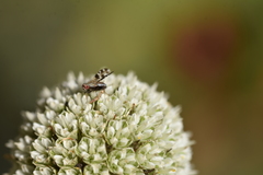 Trixoscelis chilensis