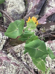 Lonicera flava