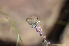 Lepidochrysops patricia
