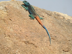 Acanthocercus adramitanus