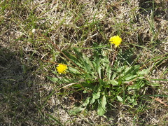 Taraxacum mongolicum