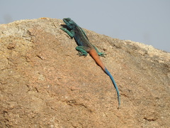 Acanthocercus adramitanus