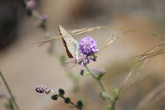 Lepidochrysops patricia